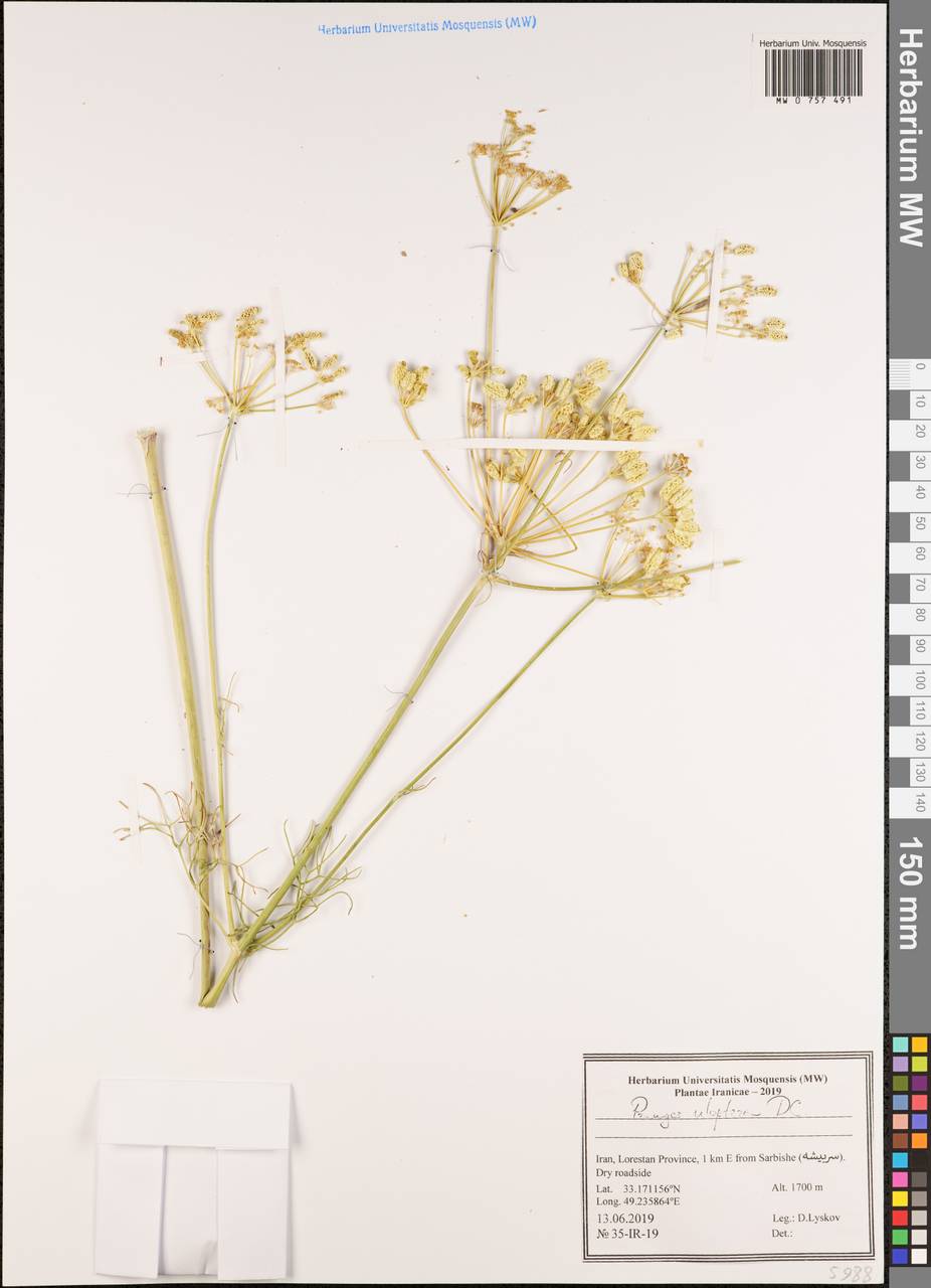 Прангос курчавокрылый DC., Зарубежная Азия (ASIA) (Иран)