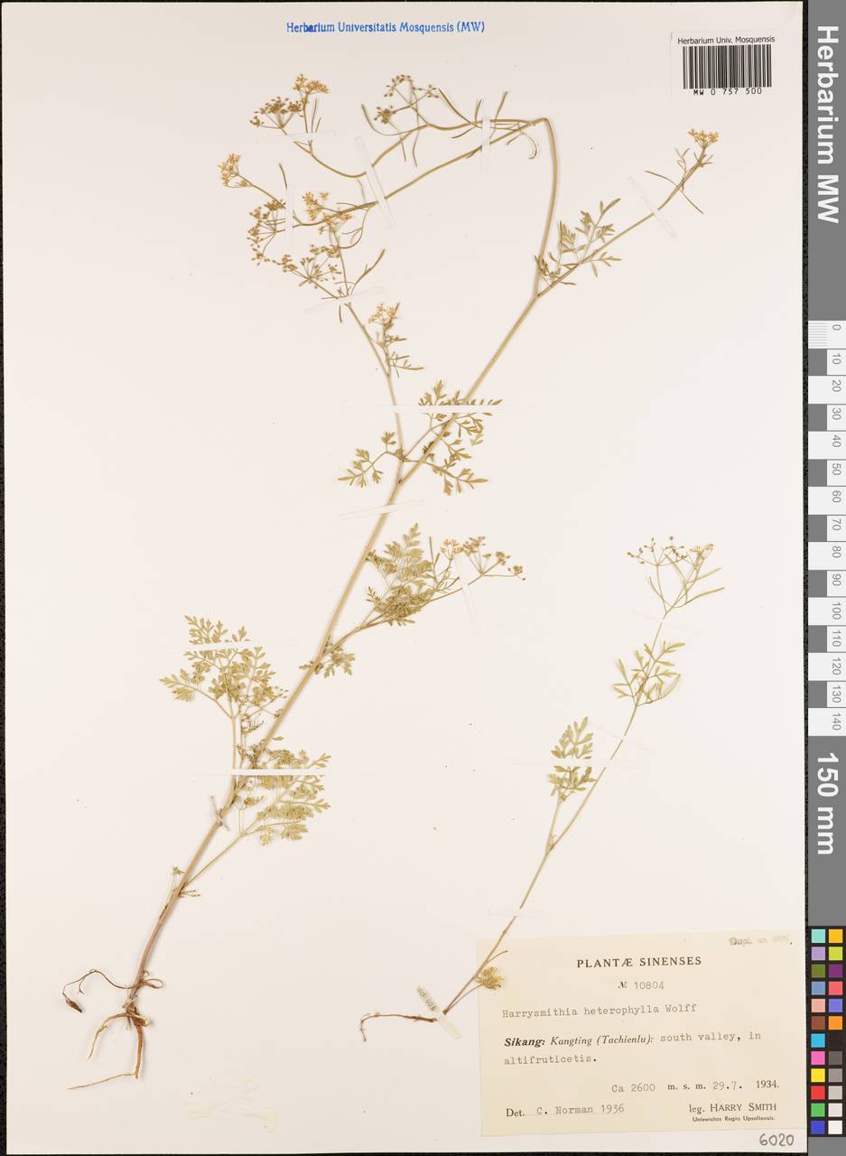 Harrysmithia heterophylla H. Wolff, Зарубежная Азия (ASIA) (КНР)