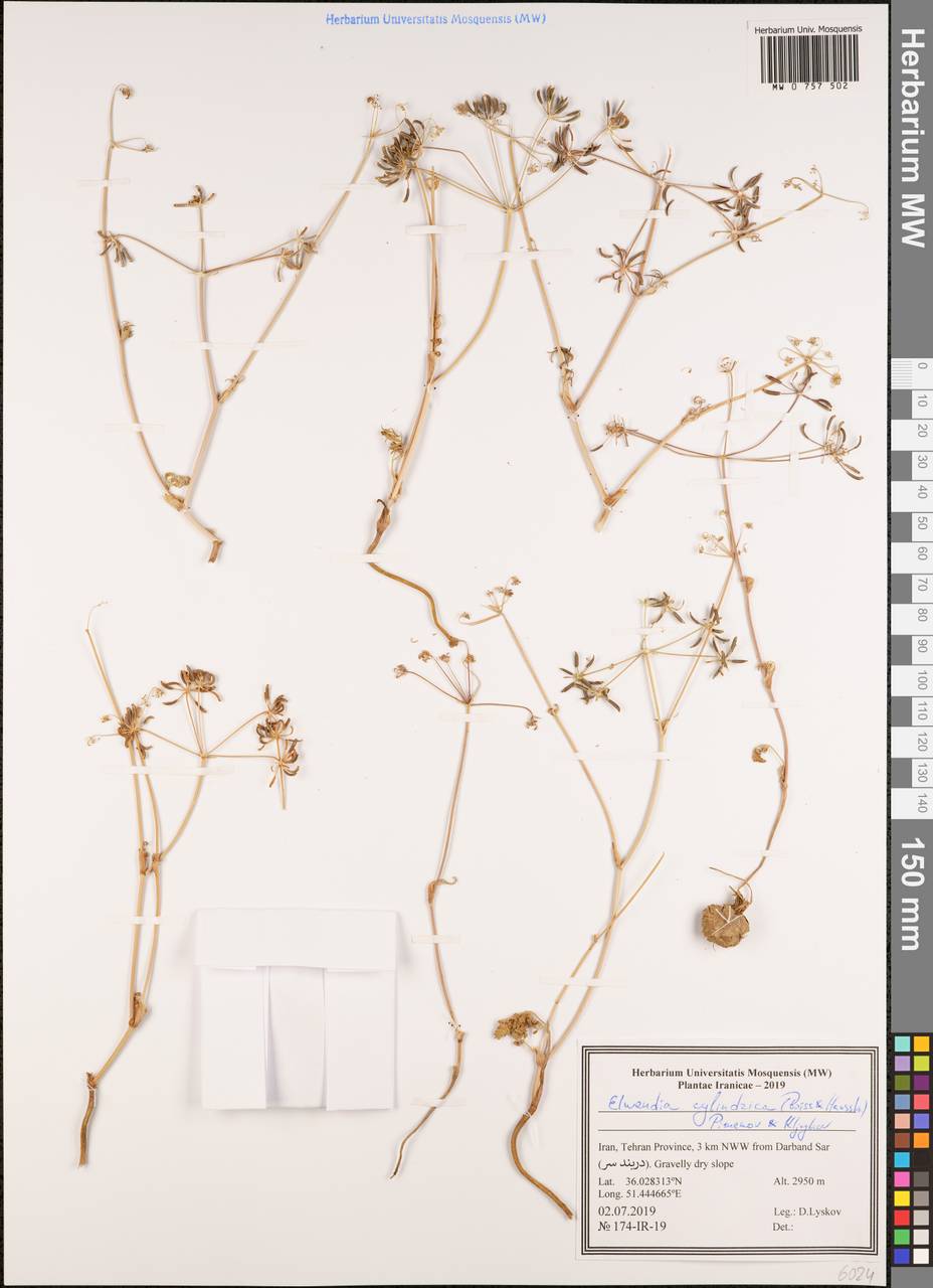 Elwendia cylindrica (Boiss. & Hausskn.) Pimenov & Kljuykov, Зарубежная Азия (ASIA) (Иран)