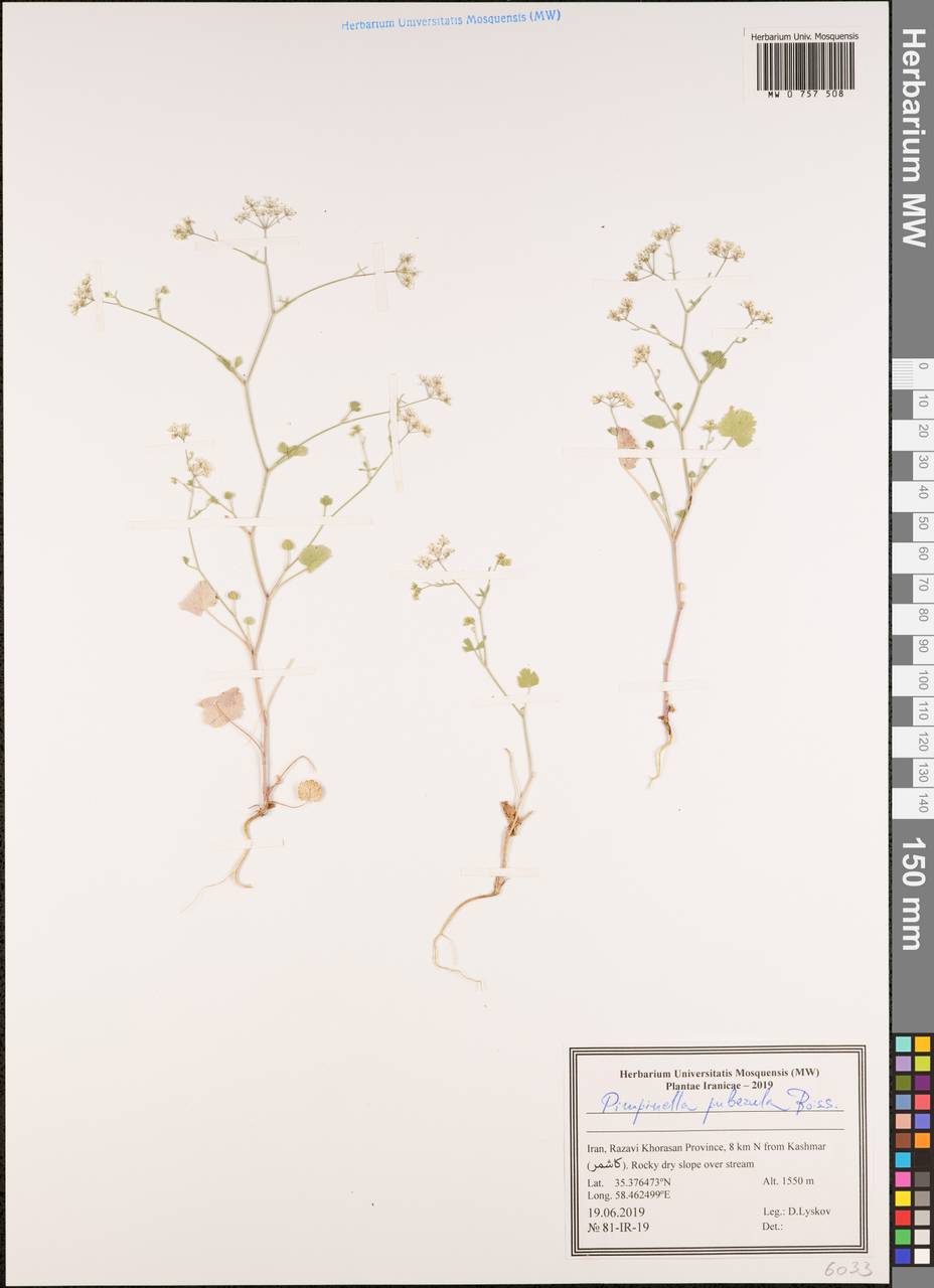 Бедренец пушистый (DC.) Boiss., Зарубежная Азия (ASIA) (Иран)