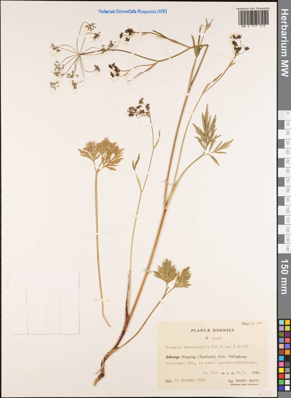Tongoloa taeniophylla (H.Boissieu) H.Wolff, Зарубежная Азия (ASIA) (КНР)