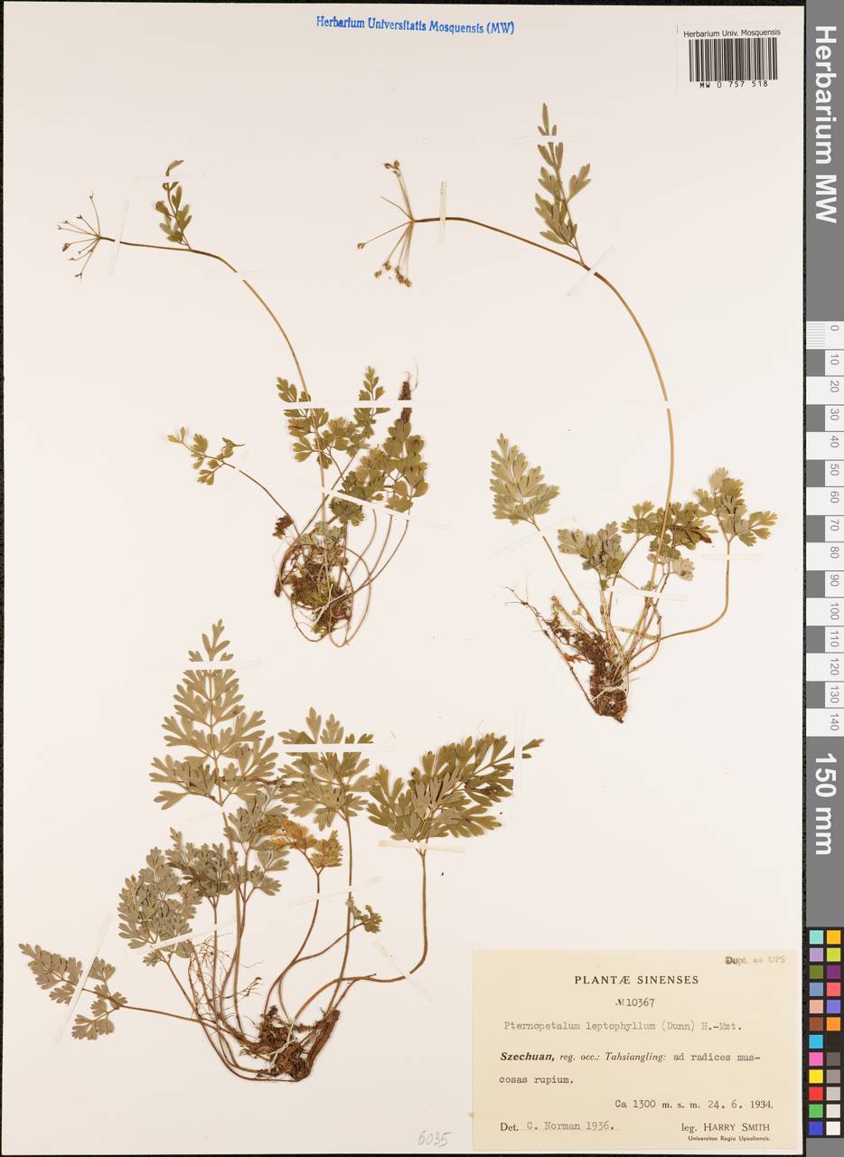 Pternopetalum leptophyllum (Dunn) Hand.-Mazz., Зарубежная Азия (ASIA) (КНР)