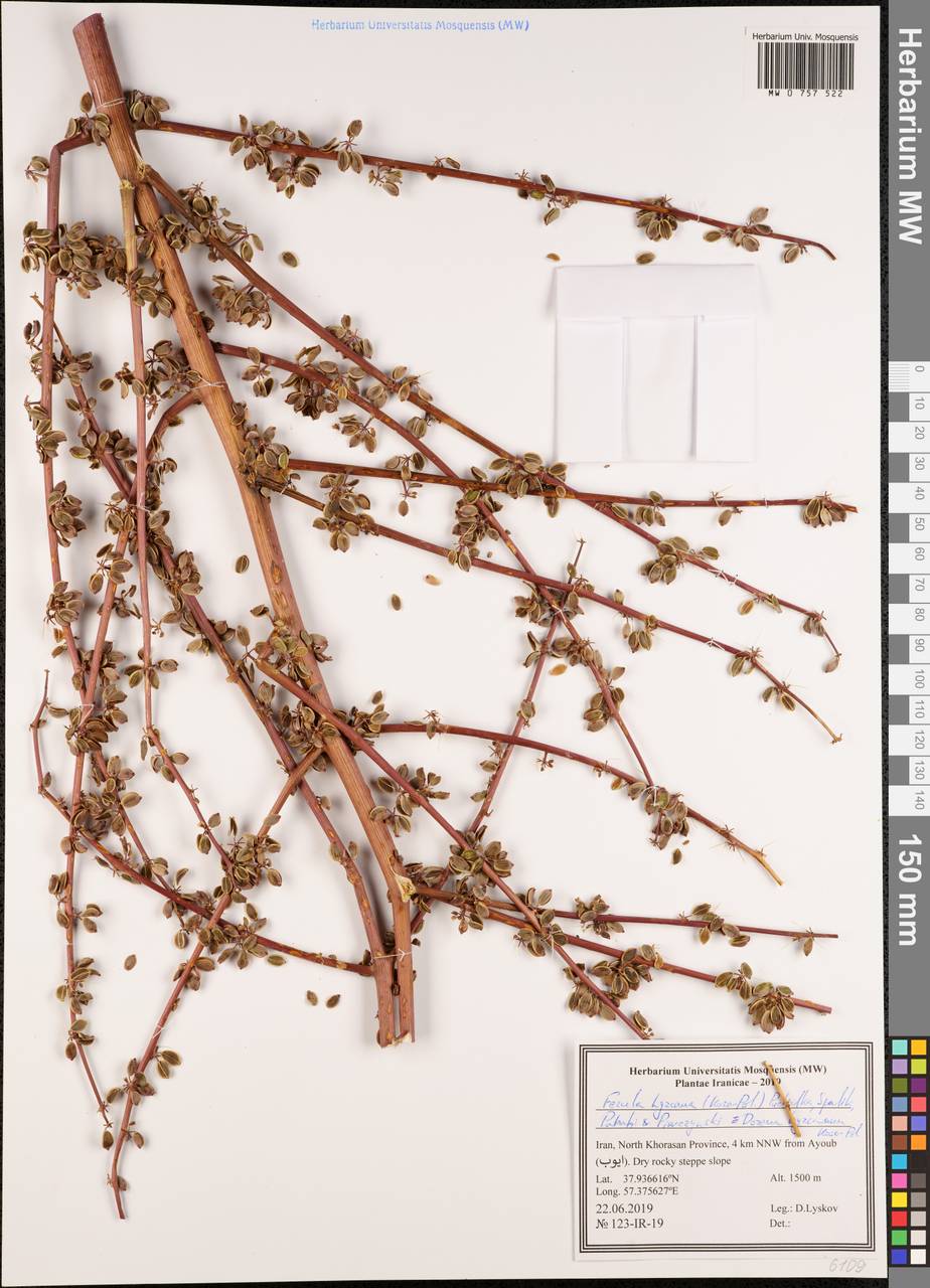 Ферула гирканская (Koso-Pol.) Puchałka, Spalik, Panahi & Piwczyñski, Зарубежная Азия (ASIA) (Иран)