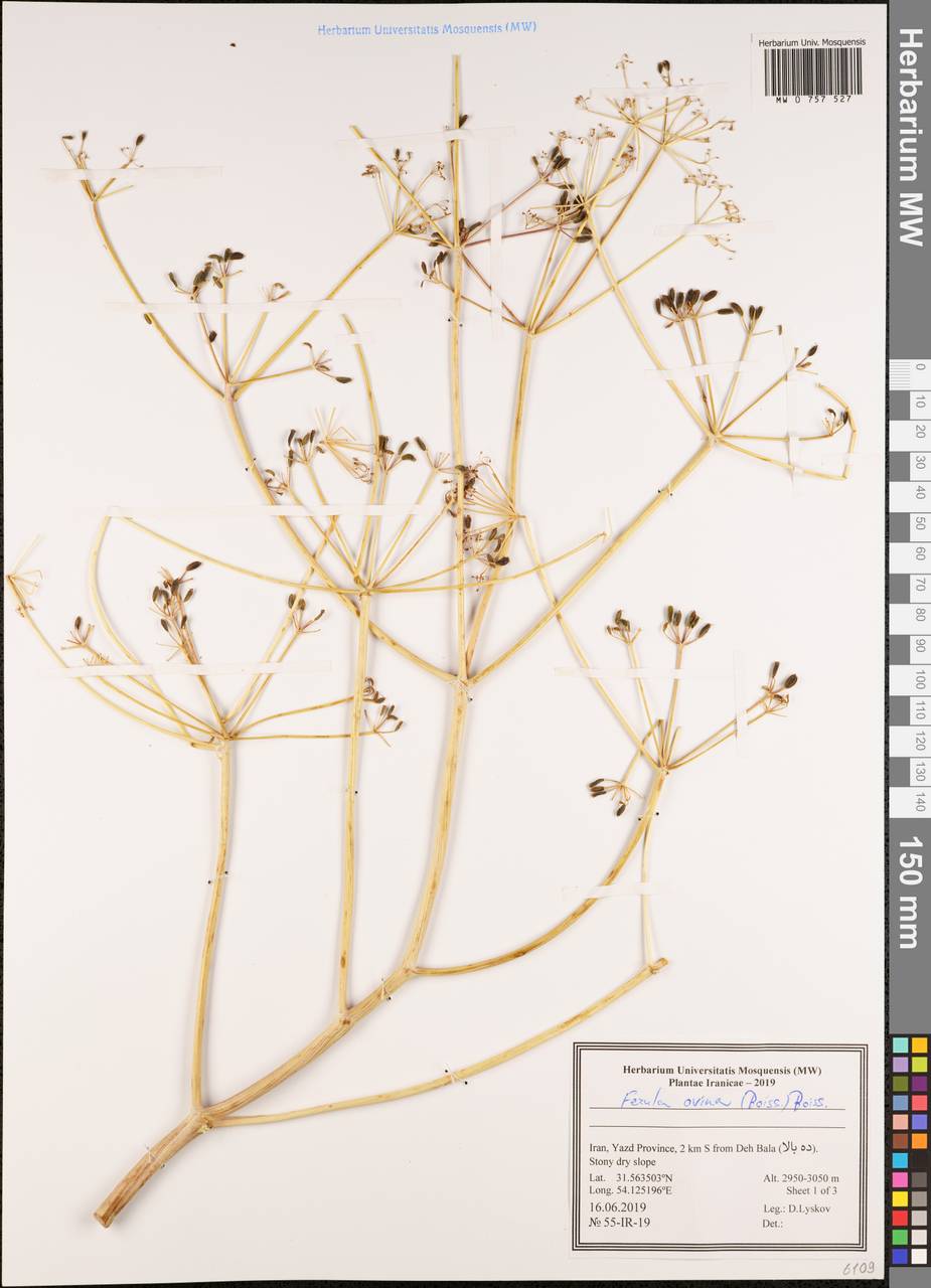 Ферула овечья (Boiss.) Boiss., Зарубежная Азия (ASIA) (Иран)