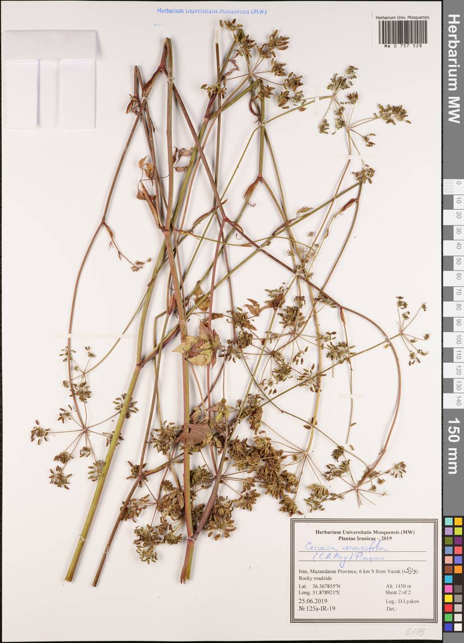 Cervaria cervariifolia (C.A.Mey.) Pimenov, Зарубежная Азия (ASIA) (Иран)