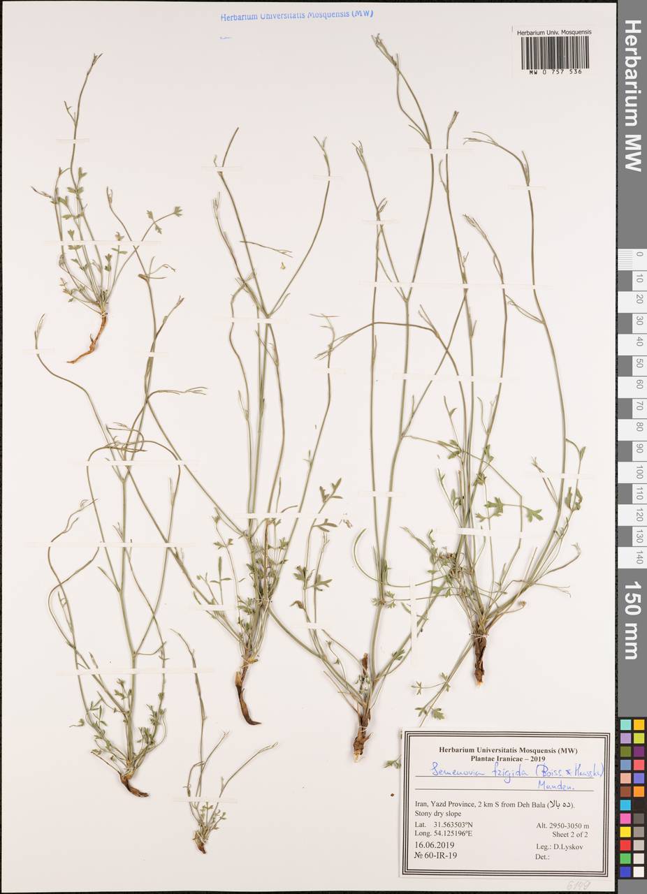 Semenovia frigida (Boiss. & Hausskn.) Manden., Зарубежная Азия (ASIA) (Иран)