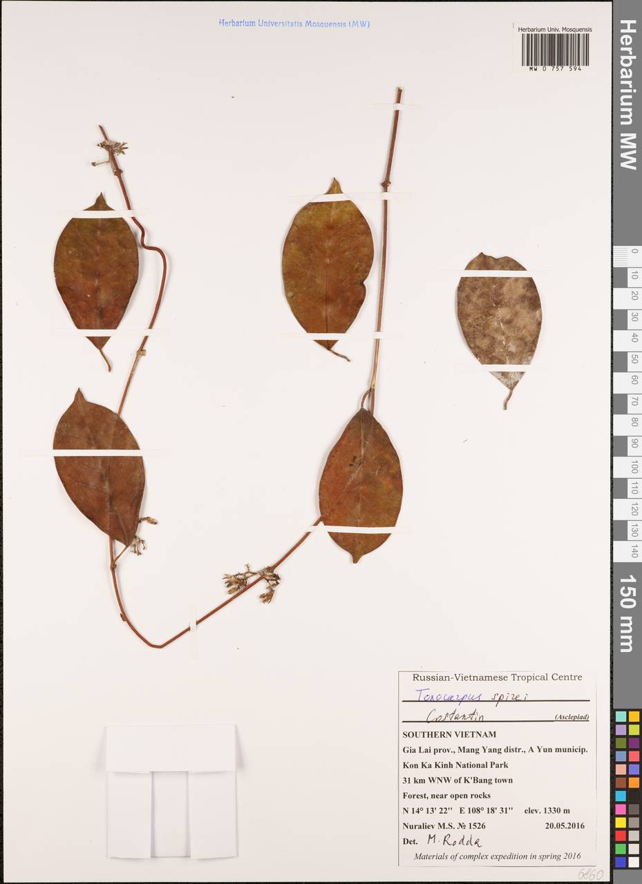 Secamone spirei (Costantin) Klack., Зарубежная Азия (ASIA) (Вьетнам)