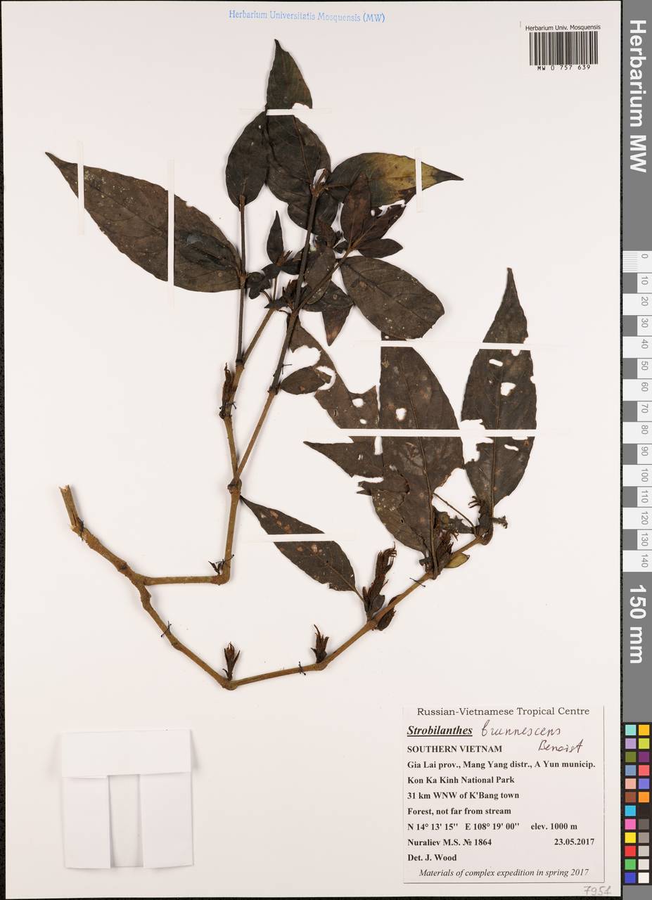 Strobilanthes brunnescens Benoist, Зарубежная Азия (ASIA) (Вьетнам)