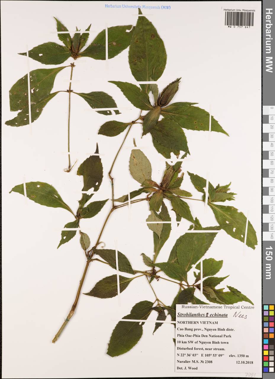 Strobilanthes echinata Wall. ex Nees, Зарубежная Азия (ASIA) (Вьетнам)