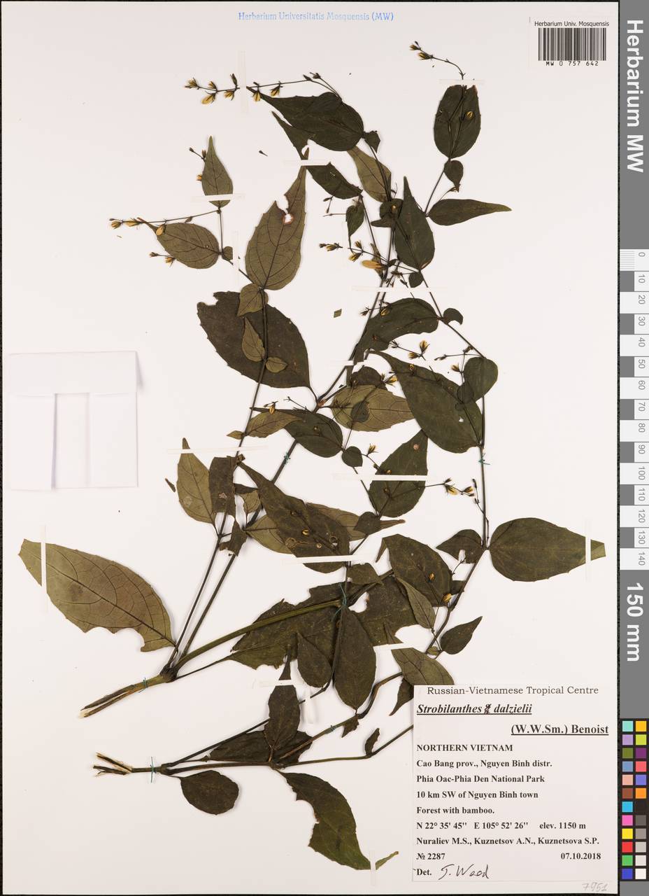 Strobilanthes dalzielii (W. W. Sm.) Benoist, Зарубежная Азия (ASIA) (Вьетнам)