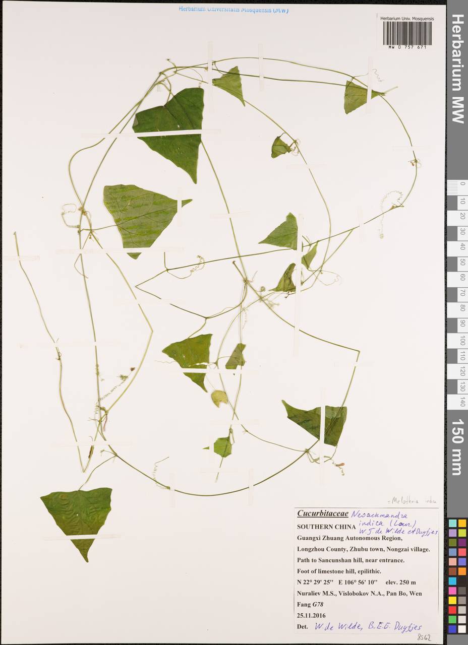 Zehneria indica (Lour.) Keraudren, Зарубежная Азия (ASIA) (КНР)