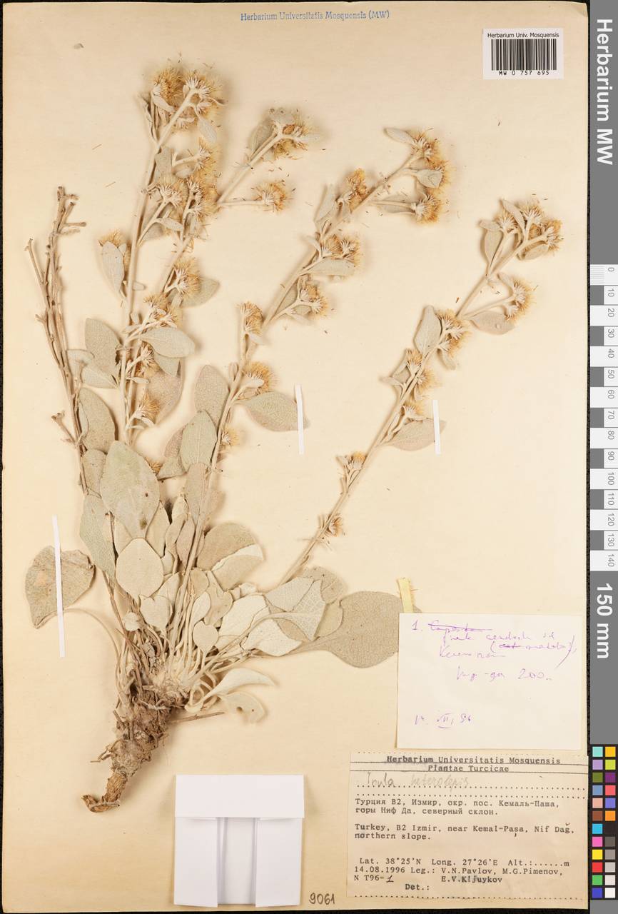 Pentanema verbascifolium subsp. candida (Ledeb.), Зарубежная Азия (ASIA) (Турция)