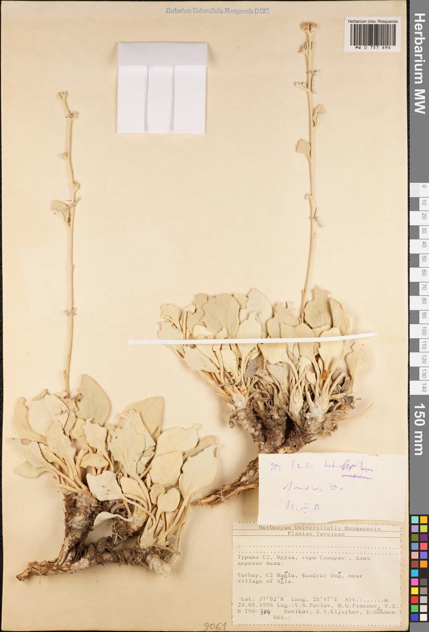 Pentanema verbascifolium subsp. candida (Ledeb.), Зарубежная Азия (ASIA) (Турция)