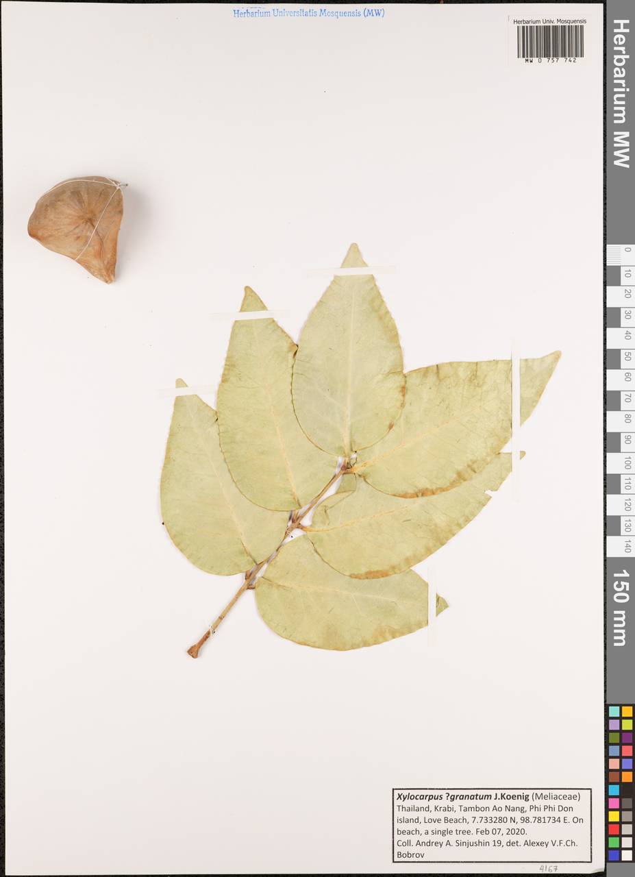 Xylocarpus granatum J. Koenig, Зарубежная Азия (ASIA) (Таиланд)