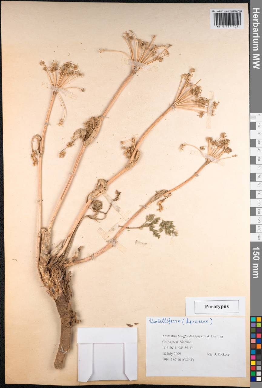 Kailashia bouffordii Kljuykov & Lavrova, Зарубежная Азия (ASIA) (КНР)