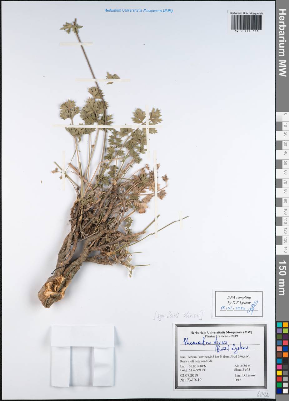 Seseli olivieri Boiss., Зарубежная Азия (ASIA) (Иран)