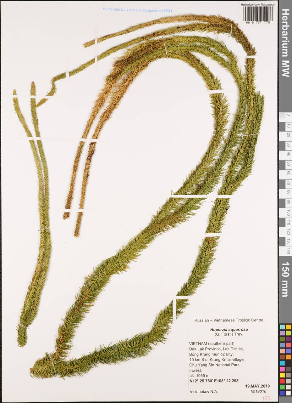 Phlegmariurus squarrosus (G. Forst.) Á. Löve & D. Löve, Зарубежная Азия (ASIA) (Вьетнам)