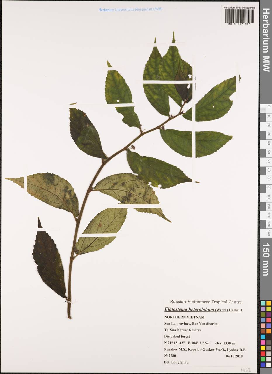 Elatostema heterolobum Hallier fil., Зарубежная Азия (ASIA) (Вьетнам)