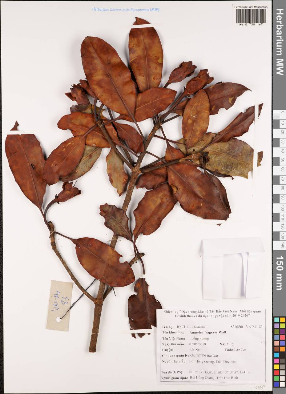 Anneslea fragrans Wall., Зарубежная Азия (ASIA) (Вьетнам)