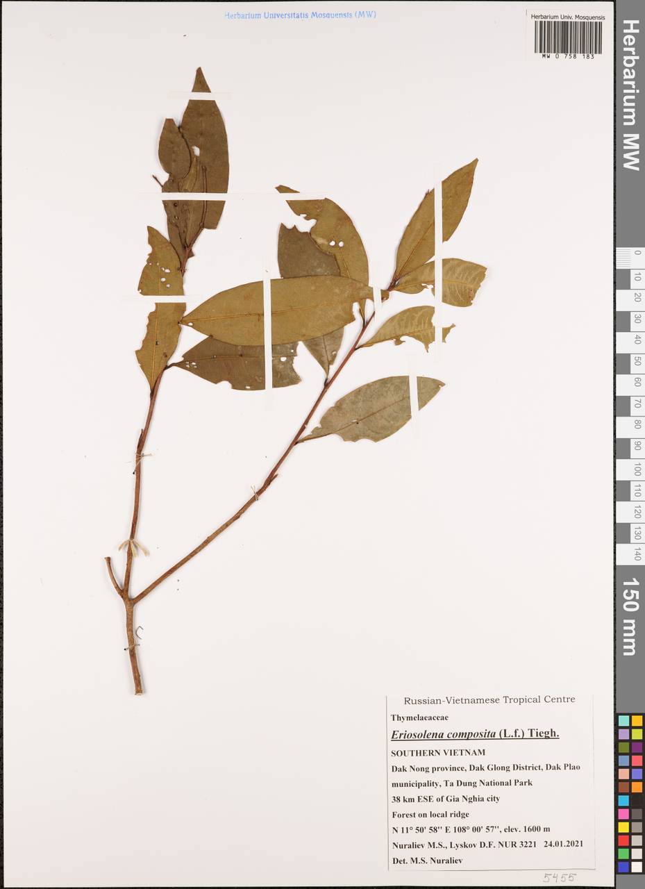 Daphne composita (L. fil.) Gilg, Зарубежная Азия (ASIA) (Вьетнам)