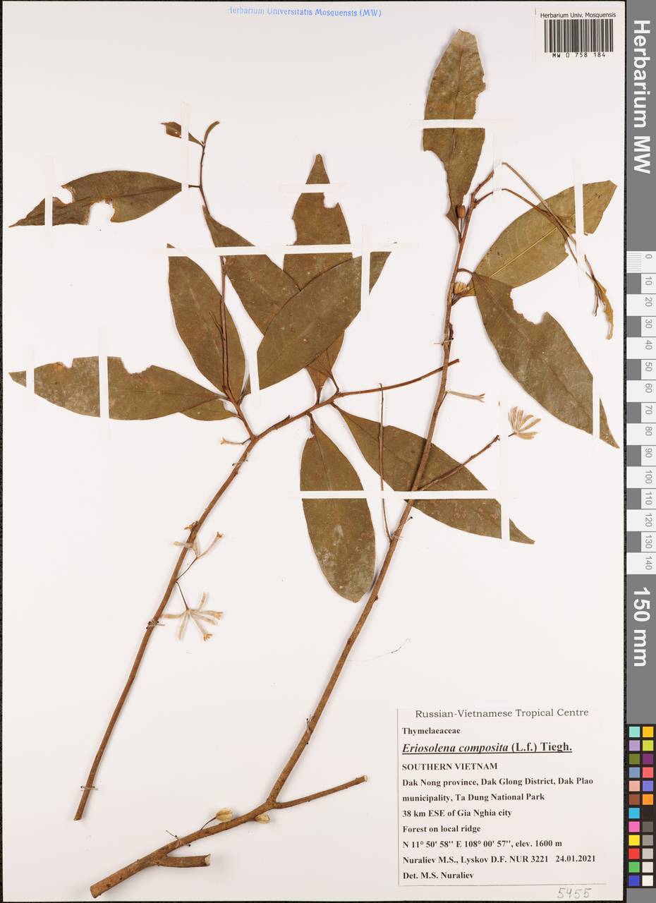 Daphne composita (L. fil.) Gilg, Зарубежная Азия (ASIA) (Вьетнам)