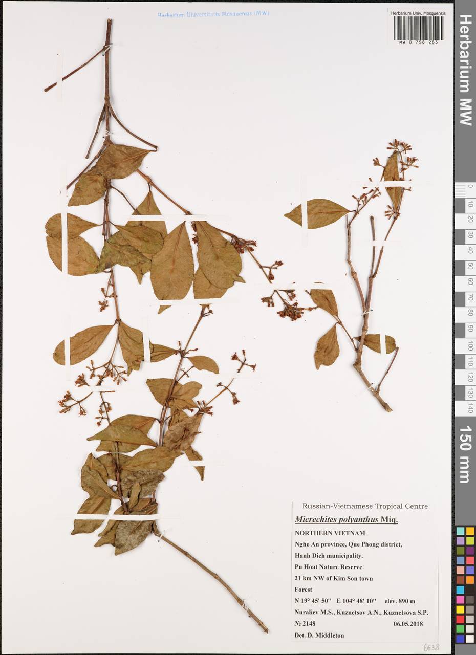 Micrechites polyantha (Blume) Miq., Зарубежная Азия (ASIA) (Вьетнам)
