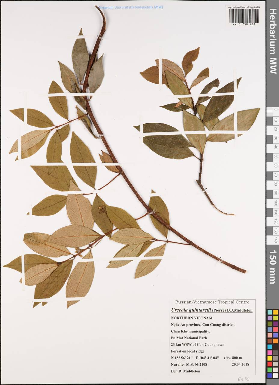 Urceola quintaretii (Pierre) D. J. Middleton, Зарубежная Азия (ASIA) (Вьетнам)