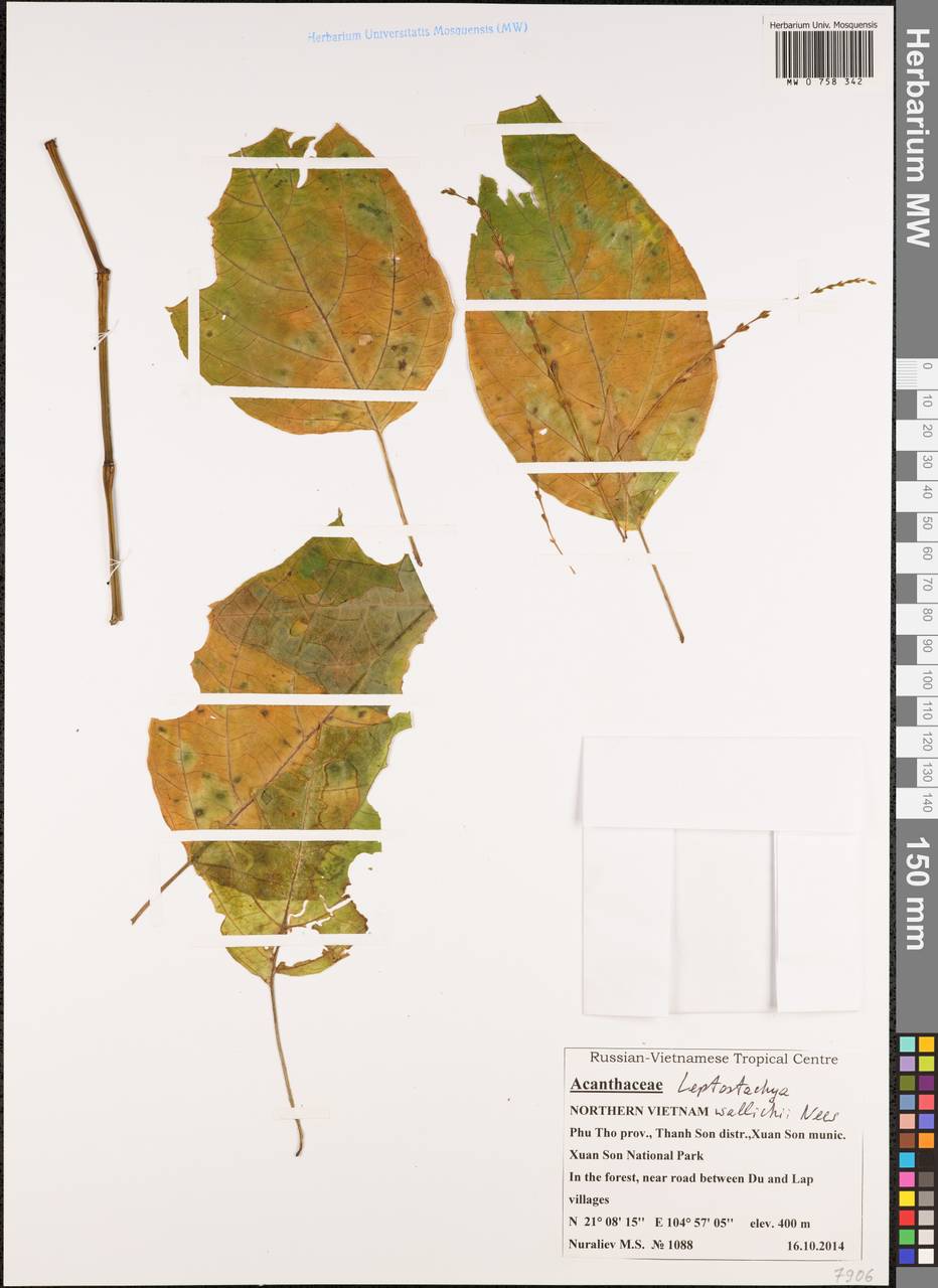 Leptostachya wallichii Nees, Зарубежная Азия (ASIA) (Вьетнам)