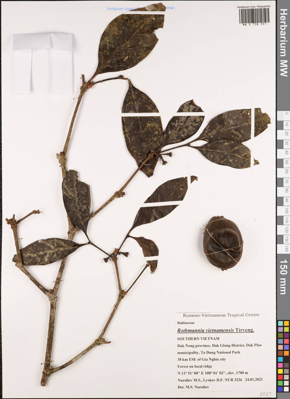 Ridsdalea vietnamensis (Tirveng.) J.T.Pereira, Зарубежная Азия (ASIA) (Вьетнам)