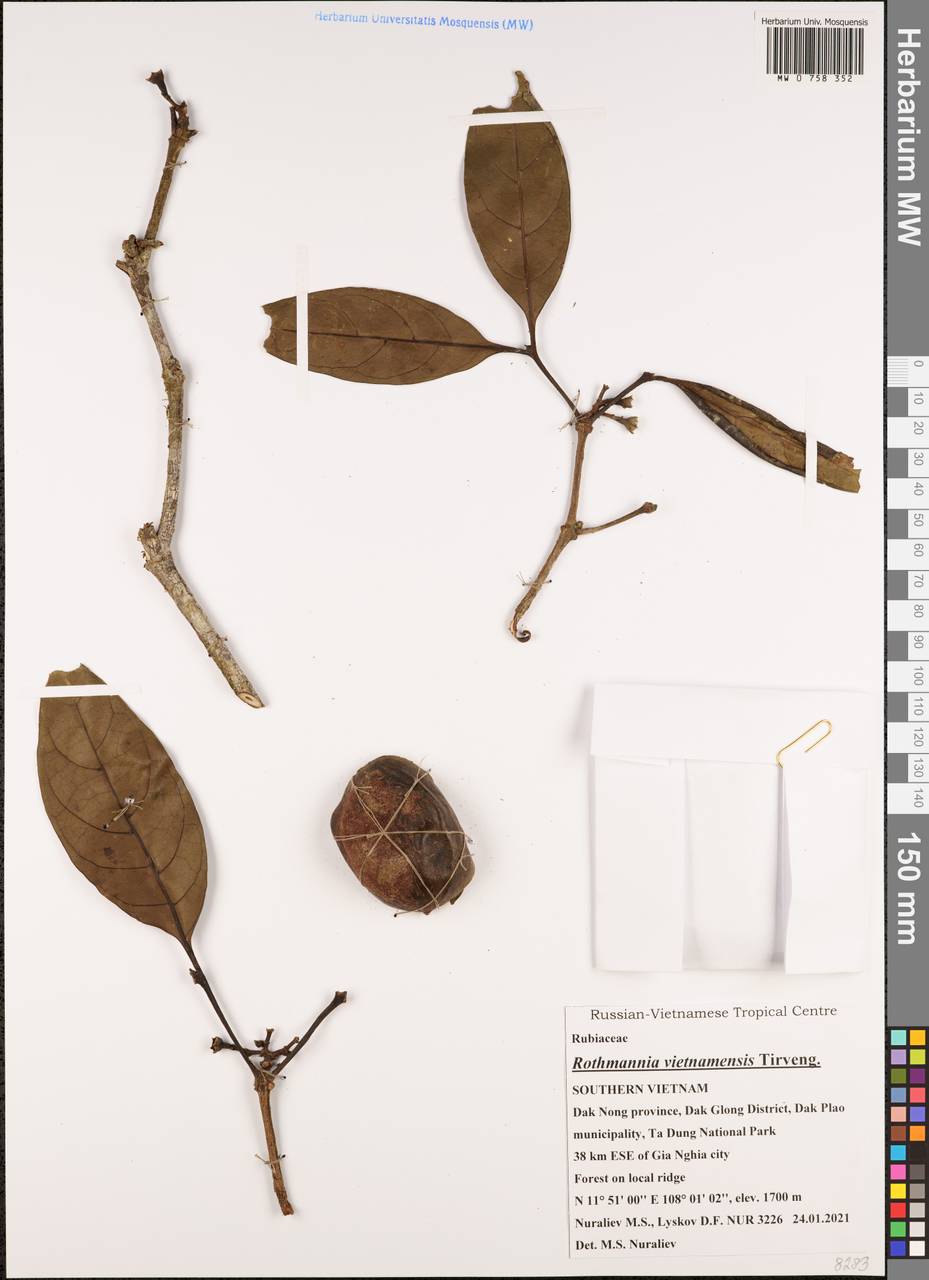 Ridsdalea vietnamensis (Tirveng.) J.T.Pereira, Зарубежная Азия (ASIA) (Вьетнам)