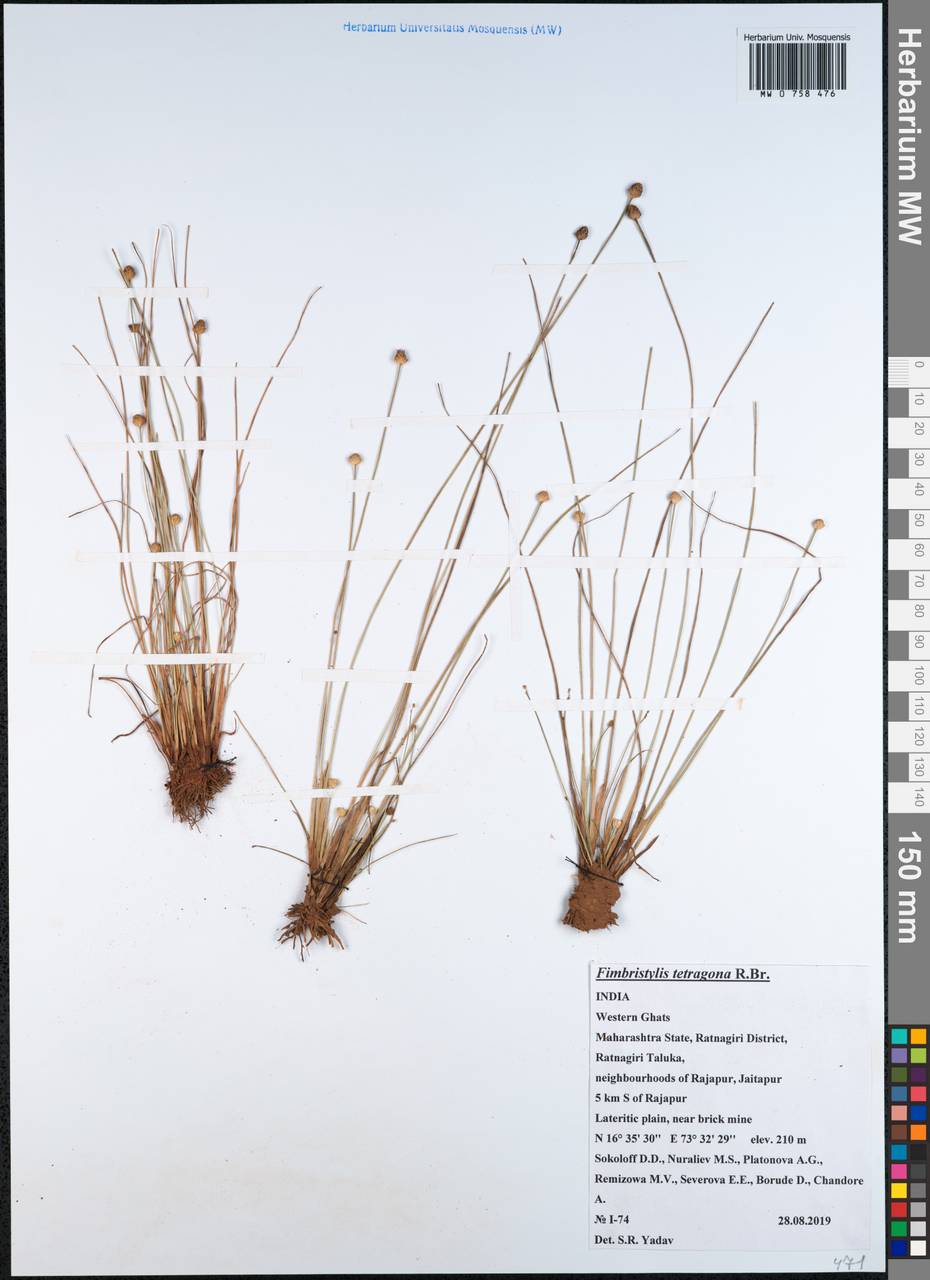 Fimbristylis tetragona R.Br., Зарубежная Азия (ASIA) (Индия)