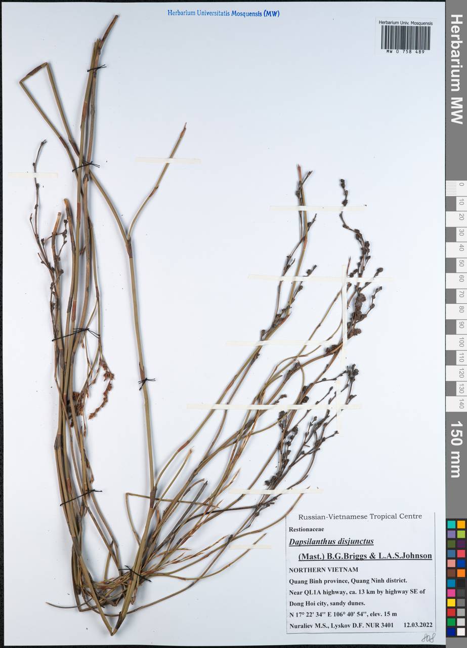 Dapsilanthus disjunctus (Mast.) B.G.Briggs & L.A.S.Johnson, Зарубежная Азия (ASIA) (Вьетнам)