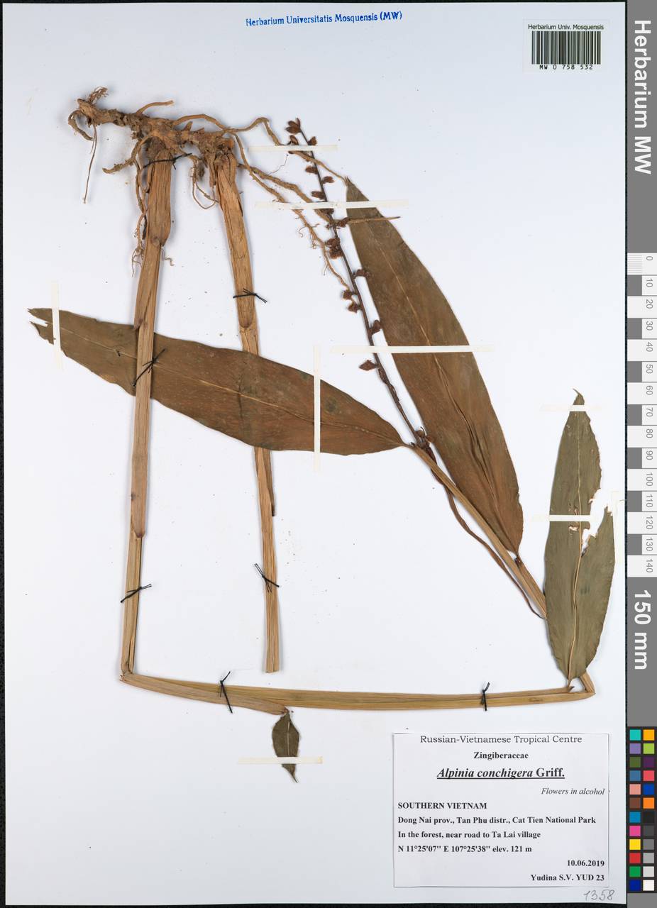Alpinia conchigera Griff., Зарубежная Азия (ASIA) (Вьетнам)