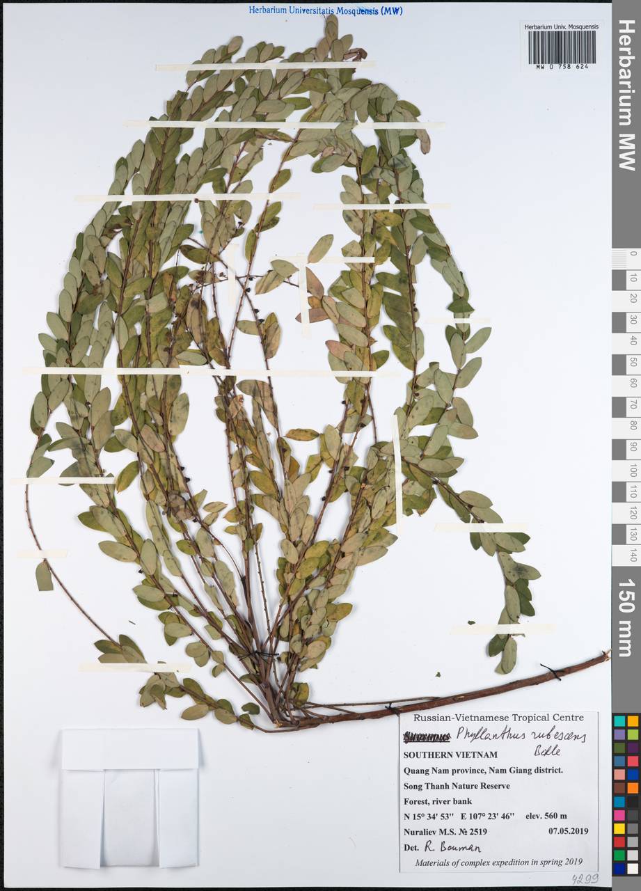 Phyllanthus rubescens Beille, Зарубежная Азия (ASIA) (Вьетнам)