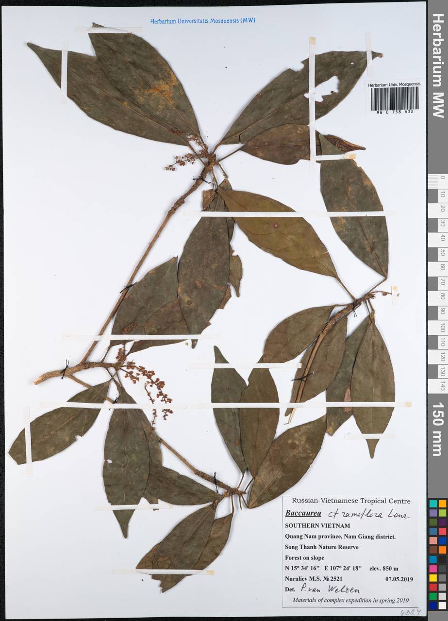 Baccaurea ramiflora Lour., Зарубежная Азия (ASIA) (Вьетнам)