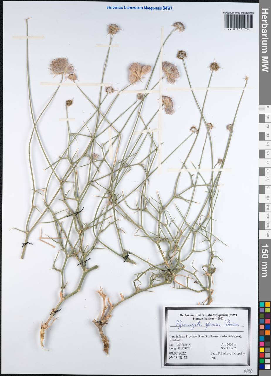 Pycnocycla spinosa Decne. ex Boiss., Зарубежная Азия (ASIA) (Иран)