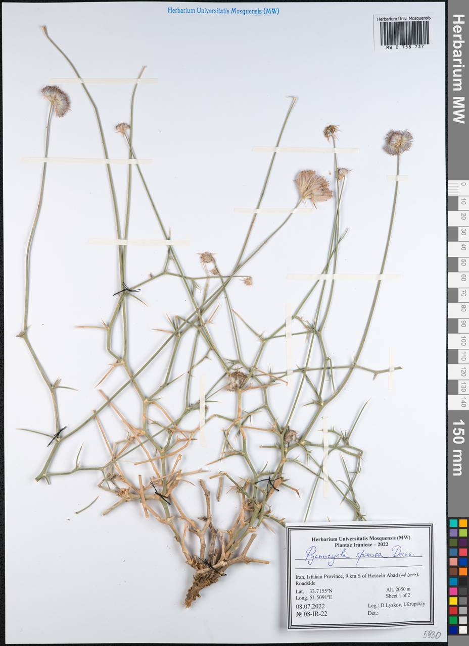 Pycnocycla spinosa Decne. ex Boiss., Зарубежная Азия (ASIA) (Иран)