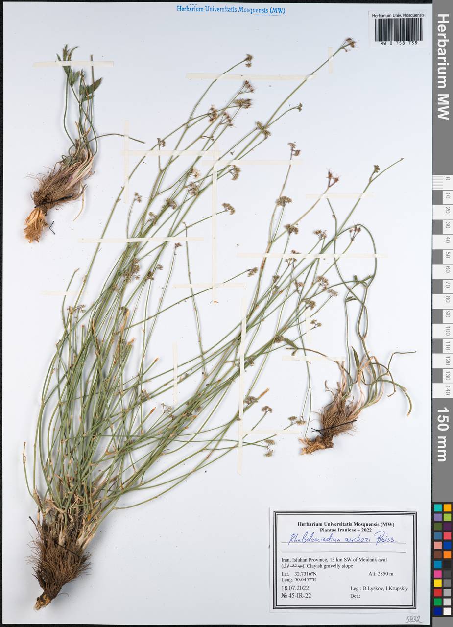 Rhabdosciadium aucheri Boiss., Зарубежная Азия (ASIA) (Иран)