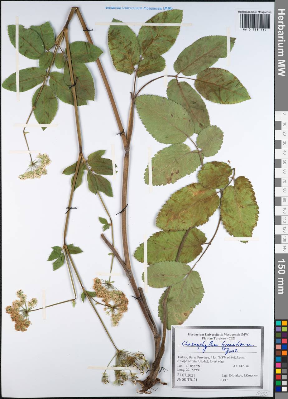 Chaerophyllum byzantinum Boiss., Зарубежная Азия (ASIA) (Турция)