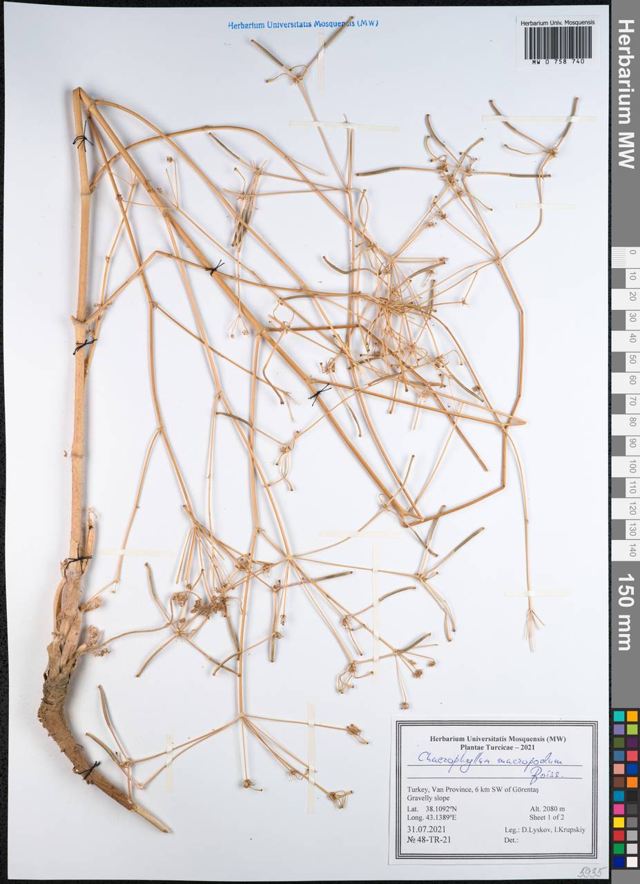 Chaerophyllum macropodum Boiss., Зарубежная Азия (ASIA) (Турция)