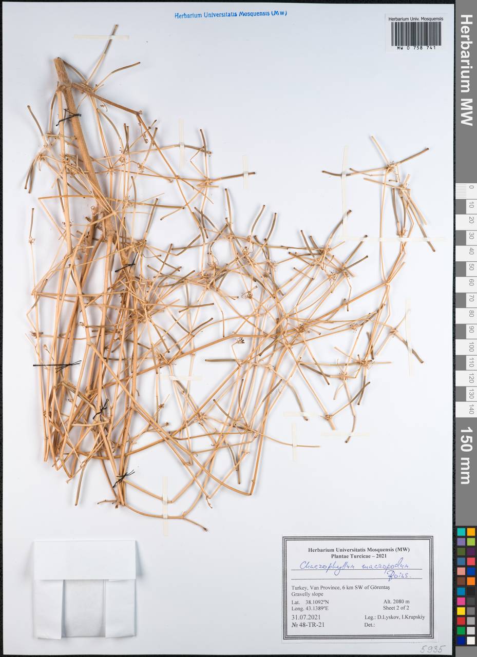 Chaerophyllum macropodum Boiss., Зарубежная Азия (ASIA) (Турция)