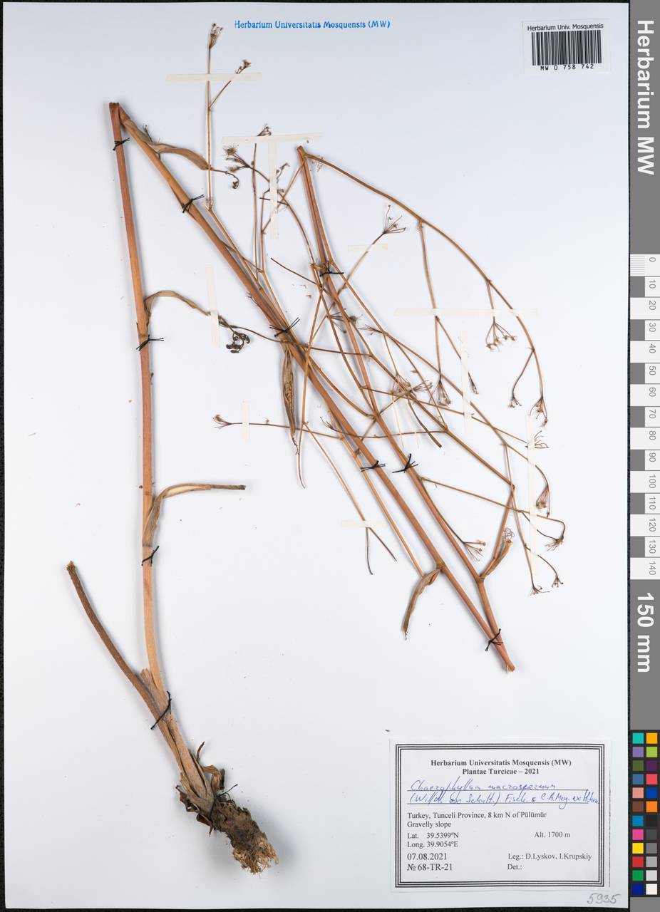 Бутень крупноплодный (Willd. ex Spreng.) Fisch. & C. A. Mey., Зарубежная Азия (ASIA) (Турция)