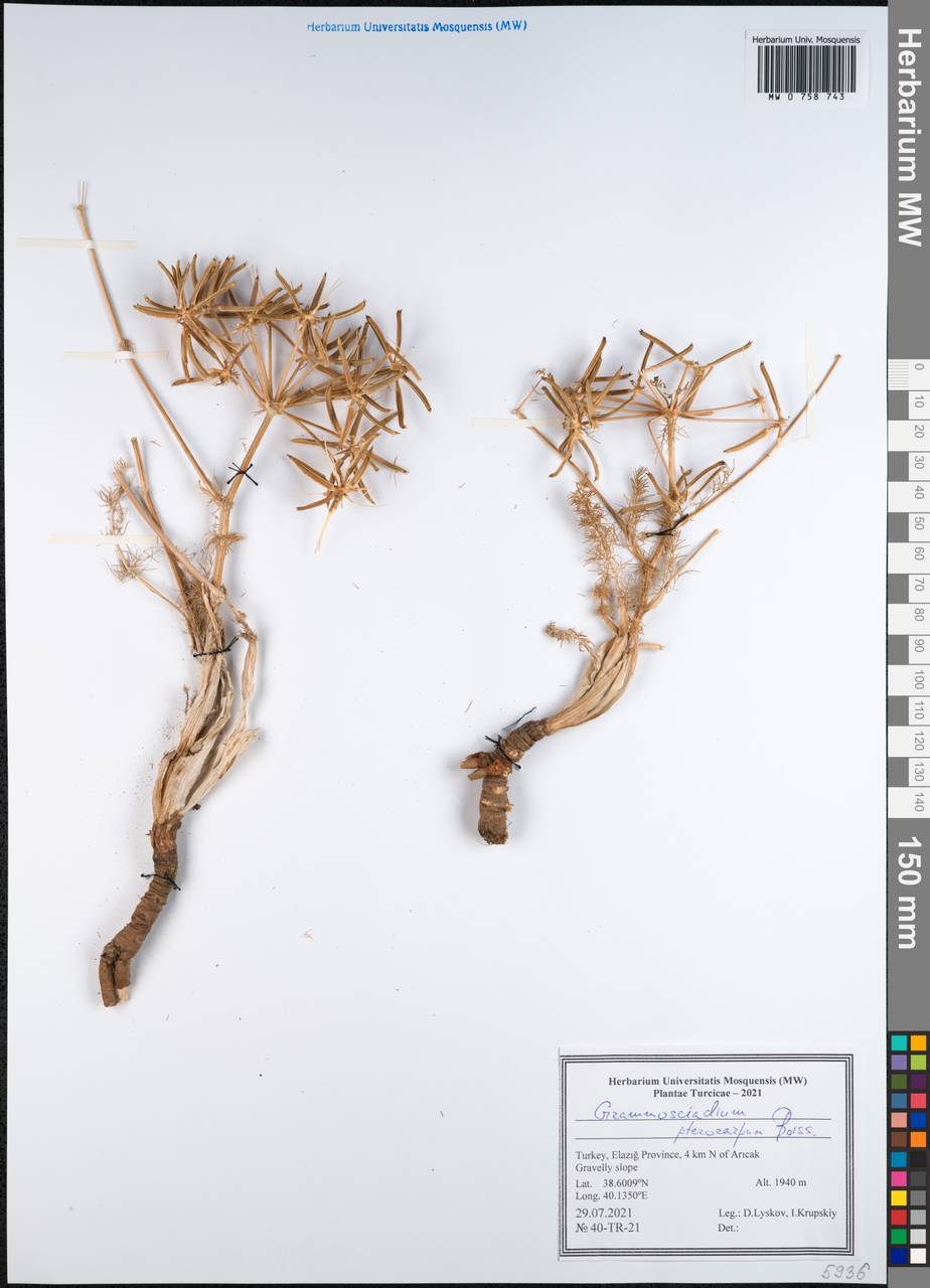 Caropodium pterocarpum subsp. pterocarpum, Зарубежная Азия (ASIA) (Турция)