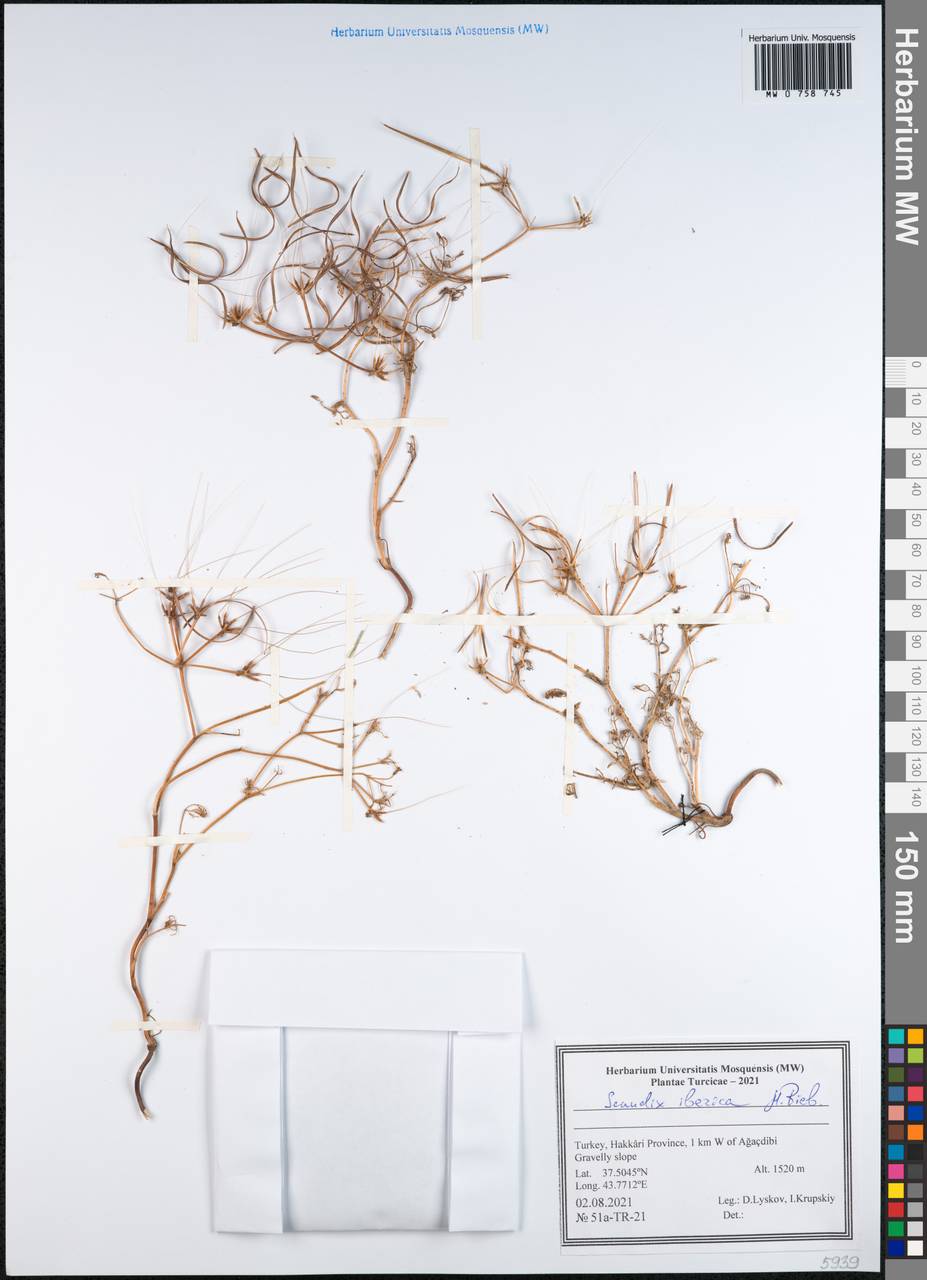 Скандикс грузинский M.Bieb., Зарубежная Азия (ASIA) (Турция)