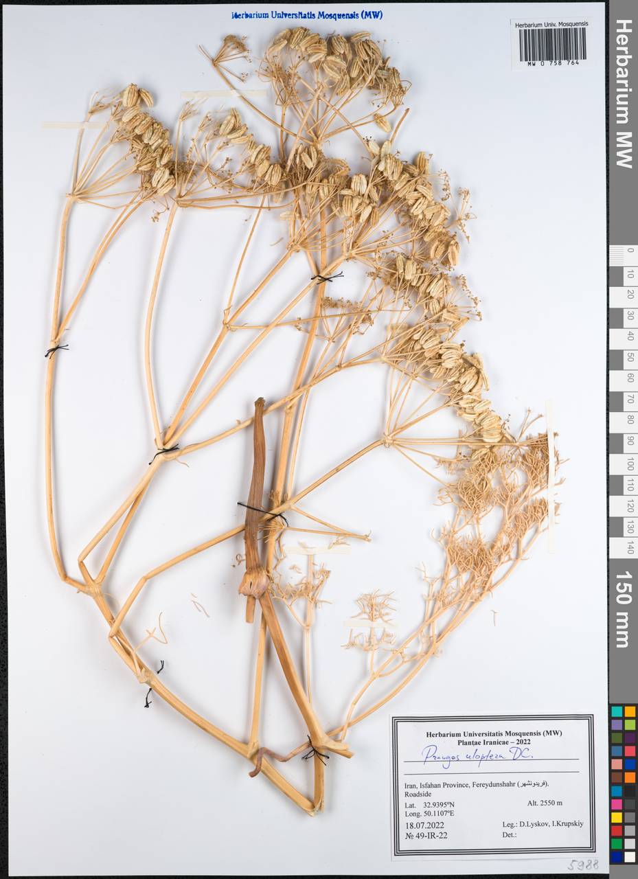 Прангос курчавокрылый DC., Зарубежная Азия (ASIA) (Иран)