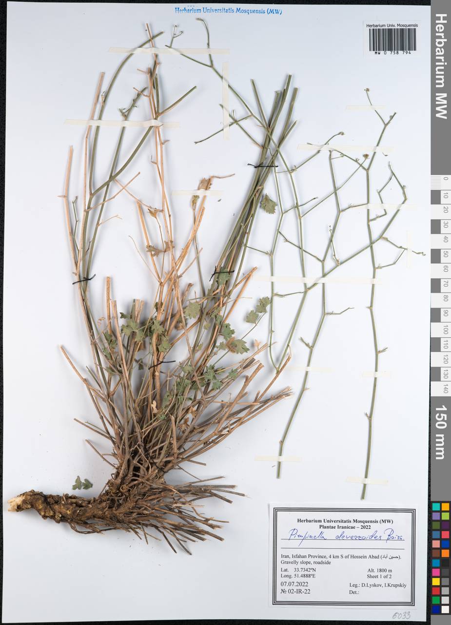 Бедренец деверровидный (Boiss.) Boiss., Зарубежная Азия (ASIA) (Иран)
