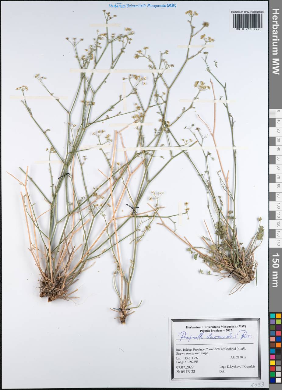 Бедренец деверровидный (Boiss.) Boiss., Зарубежная Азия (ASIA) (Иран)