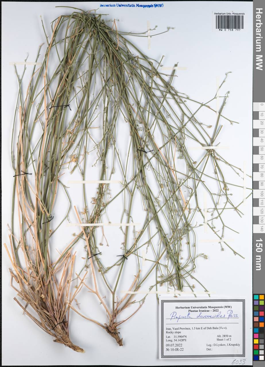 Бедренец деверровидный (Boiss.) Boiss., Зарубежная Азия (ASIA) (Иран)