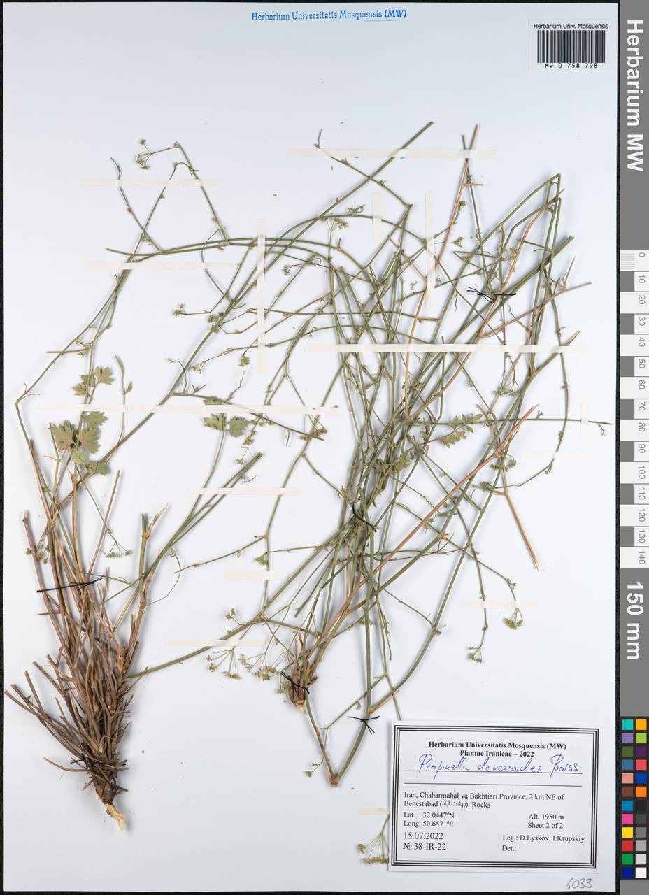 Бедренец деверровидный (Boiss.) Boiss., Зарубежная Азия (ASIA) (Иран)