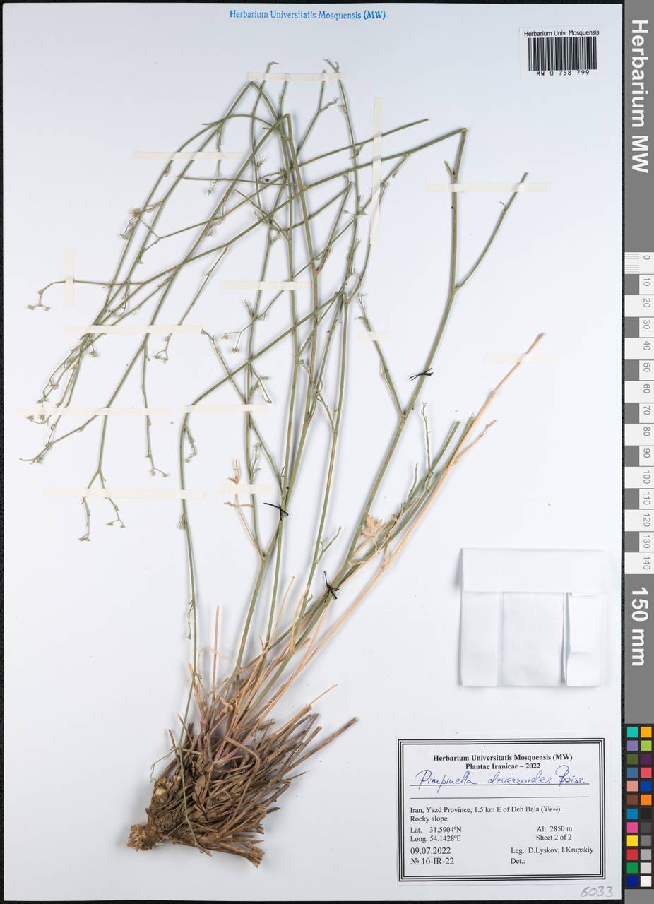 Бедренец деверровидный (Boiss.) Boiss., Зарубежная Азия (ASIA) (Иран)